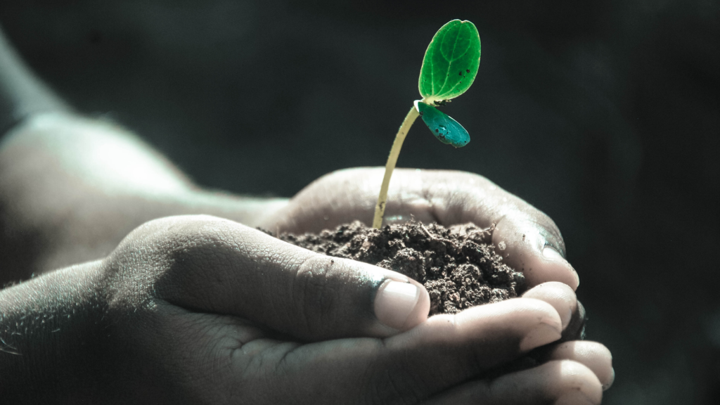 The Volunteers for Nonprofits logo - a seedling cupped in a hand
